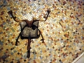 [ Régis Perray UN TAPIS SOUS LA TENTE ] 26 novembre 2011 (23)